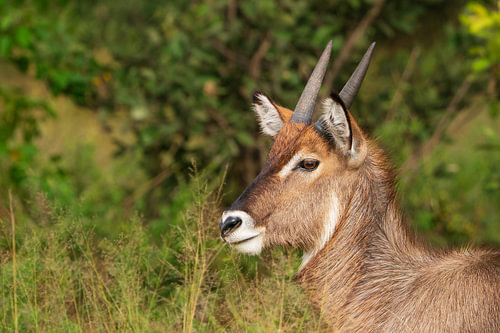 Profile Portrait of a Young Male Waterbuck in Bush Veld