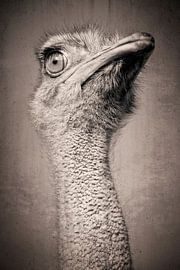 Ostrich by Kurt Schraepen