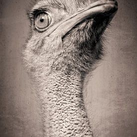 Struisvogel van Kurt Schraepen