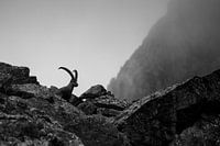 Capricorn in the Swiss Alps
