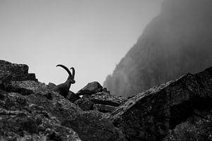 Steenbok in de Zwitserse Alpen van Luc Hoogenstein