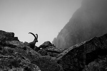 Capricorn in the Swiss Alps by Luc Hoogenstein