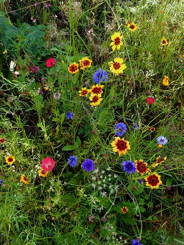 Fleurs du jardin cottage anglais 10