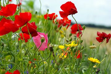 Bloemen in het veld van Ad Turkenburg