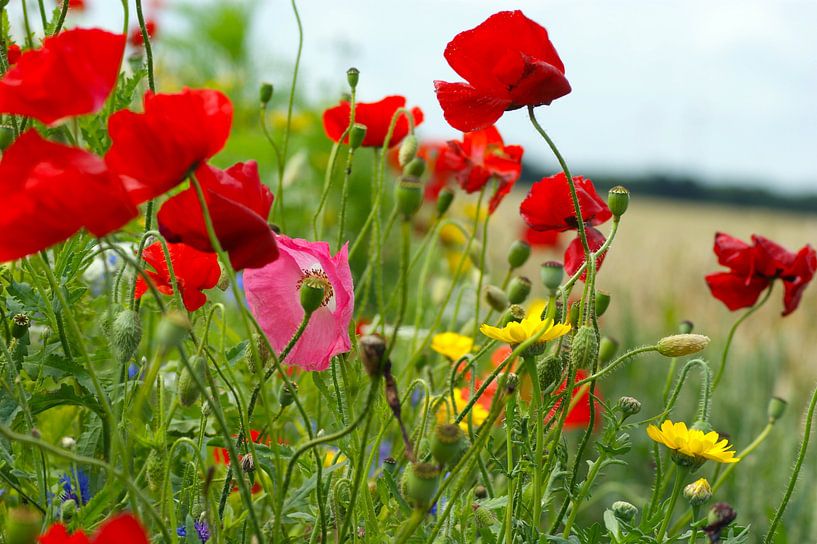 Fleurs dans le champ par Ad Turkenburg