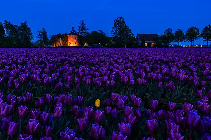 The yellow tulip by Carla Matthee