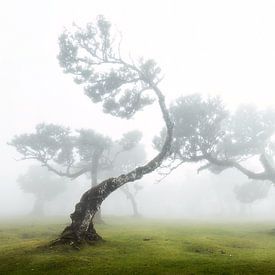 Arbres dansants sur Henk Meeuwes