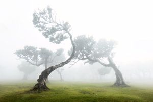 Arbres dansants