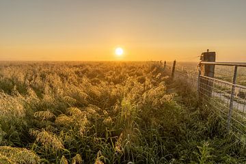 Opkomende zon boven mistig met grassen bedekt weiland kleurt de lucht goud van Bram Lubbers