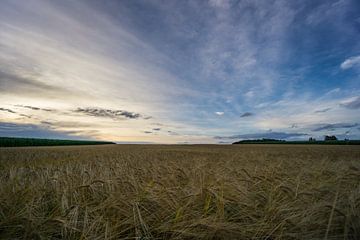 Allemagne - Immense champ d'orge entre d'interminables champs verts de maïs sur adventure-photos