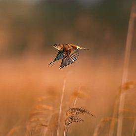 Serie Teichrohrsänger von Lens_en_Dier