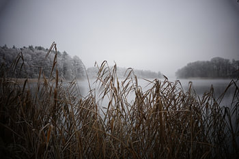 Roseau d'hiver