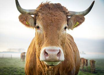 Cow by Dirk van Egmond