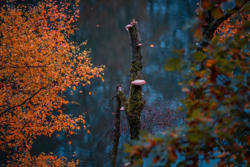 Totholz mit Pilzen im Wasser von Sebastian Petersen