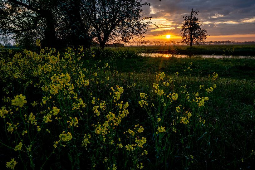 Soleil levant avec colza jaune en fleur sur la New Dutch Waterline par Evelien Huisman