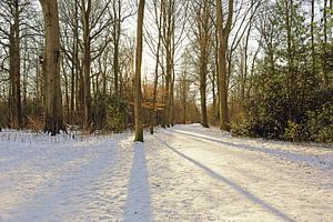 Snow in the park