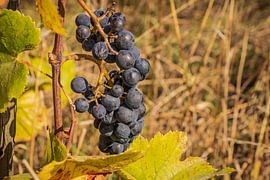 Traubenlese Belgien von Dirk Smit