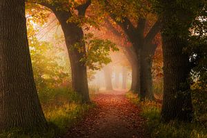 Matinée d'automne mystique dans une allée de hêtres du Brabant