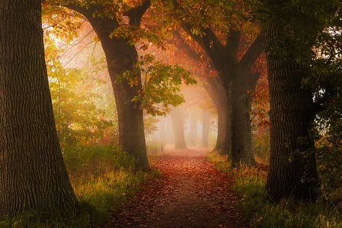 Mystieke herfstochtend op een Brabantse beukenlaan