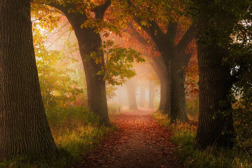Mystical autumn morning on a Brabant beech avenue by Zwoele Plaatjes