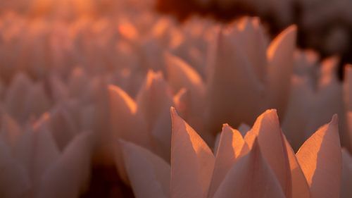 Tulip field during sunset