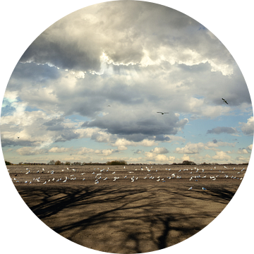 Hollands Landschap - Meeuwen op akker