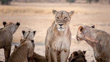 Leeuwen in Kgalagdi Zuid-Afrika van Lisa Sarrazin