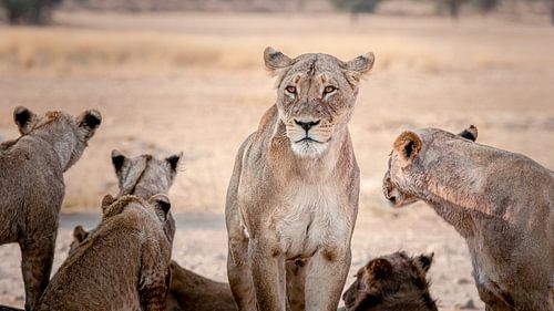 Löwen in Kgalagdi, Südafrika