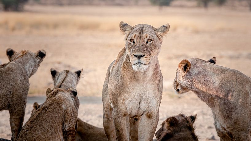 Leeuwen in Kgalagdi Zuid-Afrika van Lisa Sarrazin