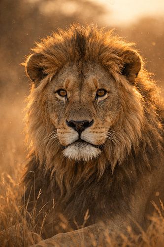 Lion in golden evening light – majestic wildlife portrait in warm natural tones