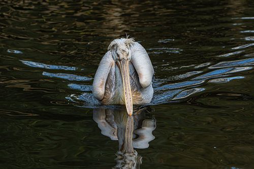 Vue frontale d'un pélican nageant