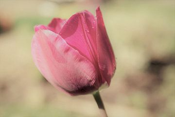 vintage en sprookjesachtige  roze tulp van Sonja Blankestijn