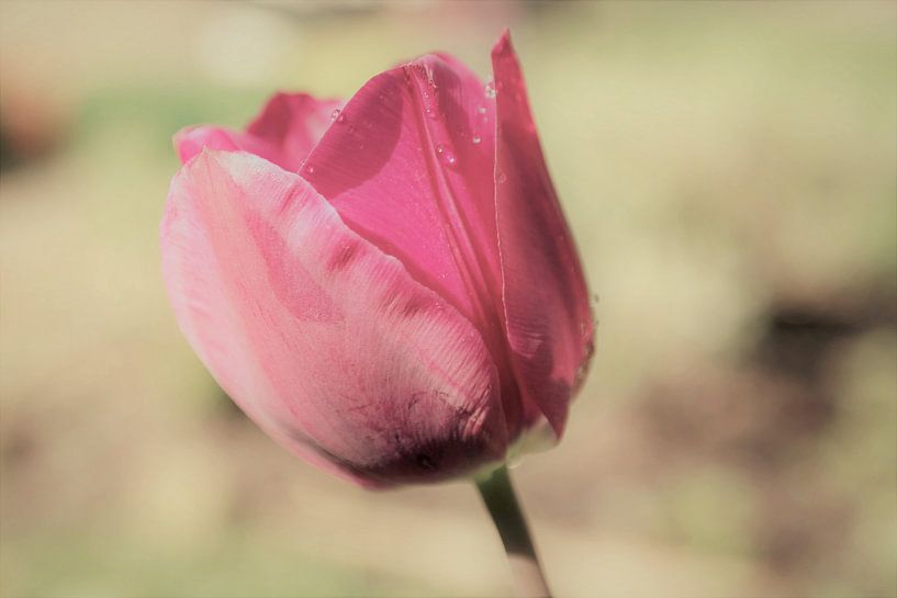 tulipe rose vintage et féerique par Sonja Blankestijn