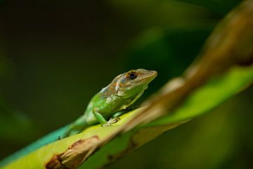 Lizard in the jungle by Rianne van Diemen