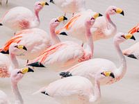 Flamingos in Bolivien: Pastellfarbene Stille