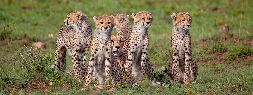 Cheetahfamily by Peter Michel