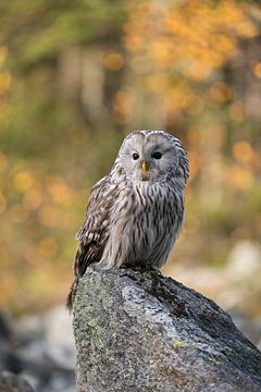 Ural Owl ( Strix uralensis ), most beautiful owl in Europe, perched on a rock, early morning, first  by wunderbare Erde