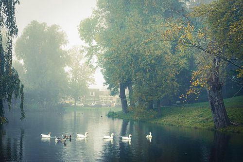 Groningen: Zwanen in het bloeiende Noorderplantsoen