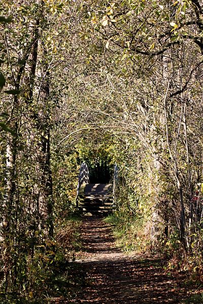 Wald von Ines Thun