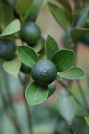 Calamansi vert sur Vínculae