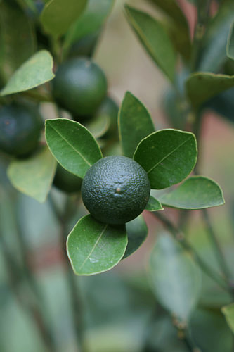 Grüne Calamansi
