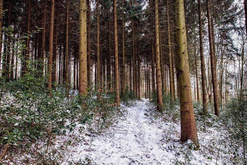 Vijlenerbos by Rob Boon