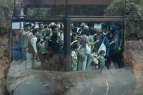 Aapjes kijken in de Japanse dierentuin. Reuzen panda verblijf