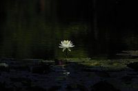 Seerose