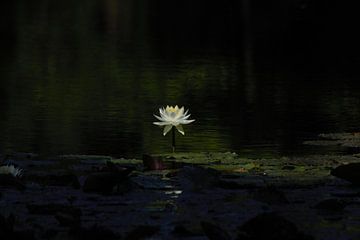 Waterlily by Anke Winters