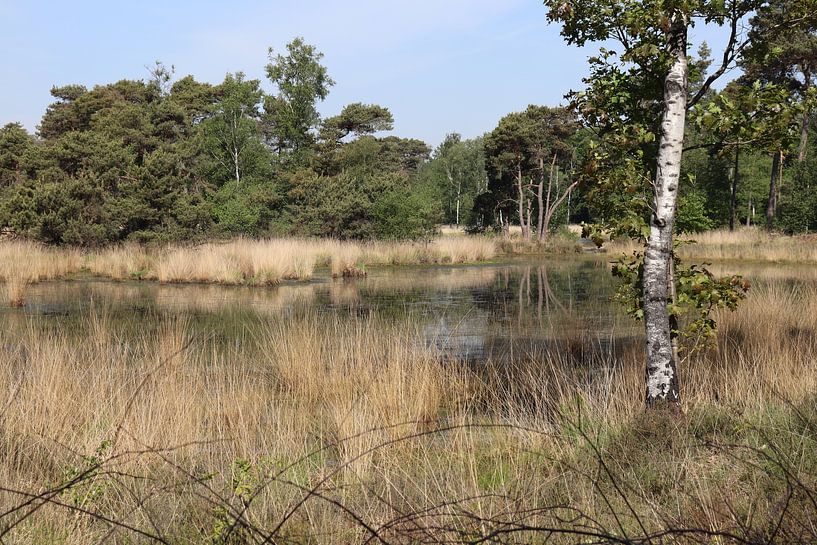 Birch tree near the fen by Monica de Roo-Peeters