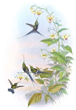 Popelaire's doornstaart, John Gould van Hummingbirds
