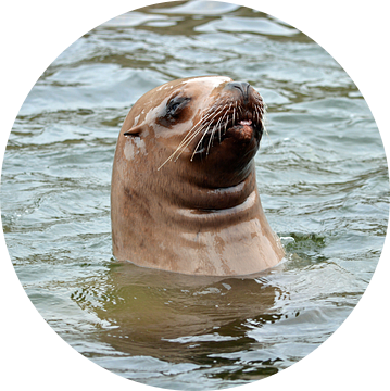 Steller Zeeleeuw kijkt boven water en steekt tong uit van Ronald H