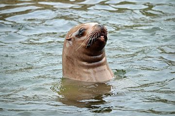 Steller Sea Lion looks above water and sticking it's tongue out by Ronald H