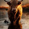 Heure d'or Highlander écossais dans l'eau sur Digitale Schilderijen